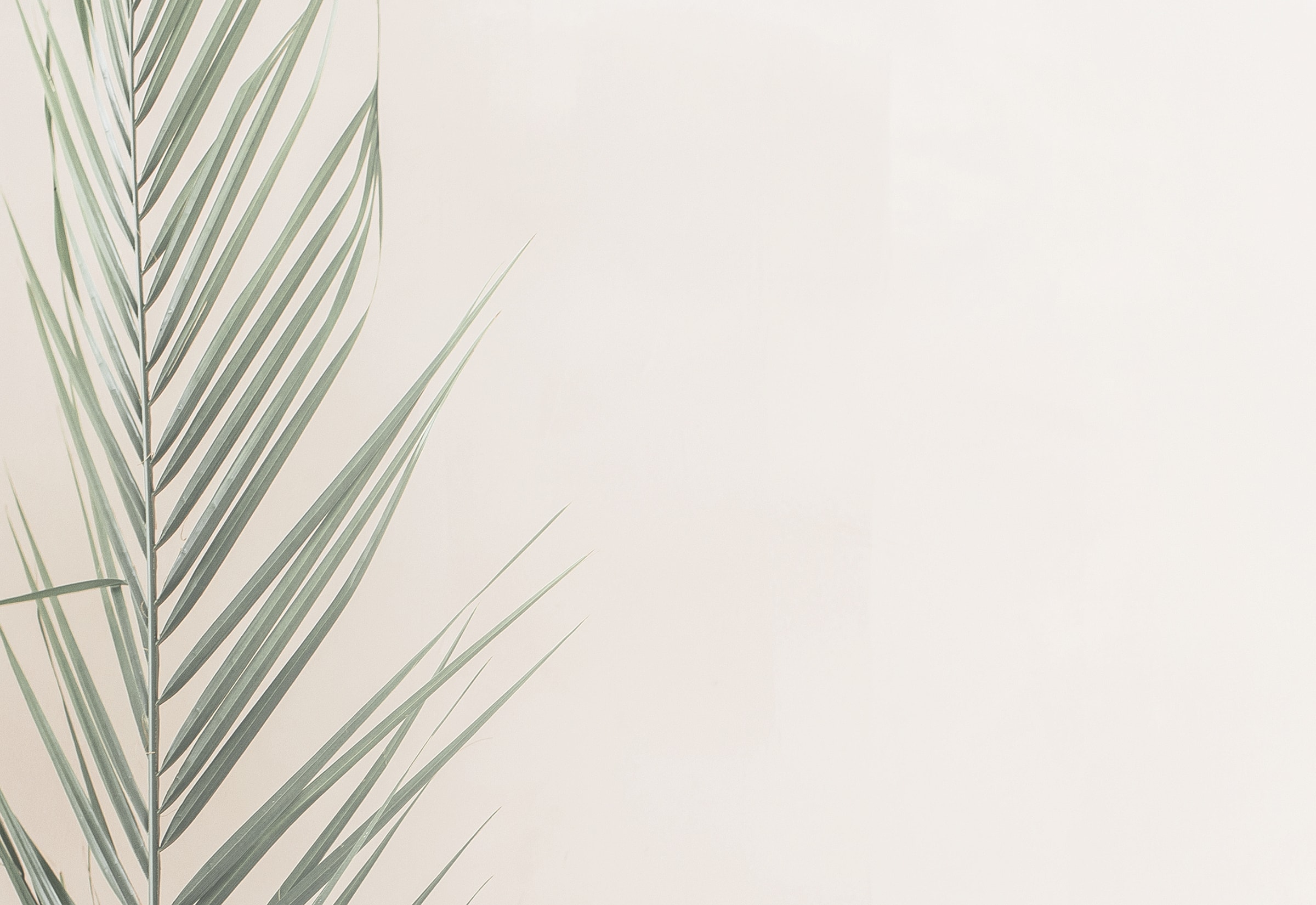 Green palm leaf against a light background.