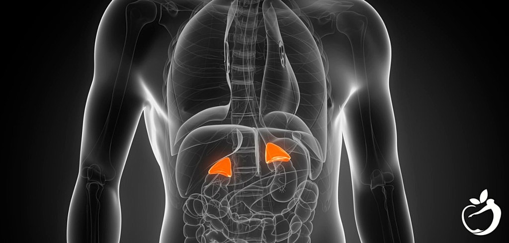 Beating Adrenal Dysfunction for Calmer, Easier Days