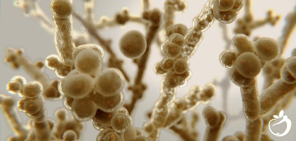 Dealing with Yeast Overgrowth Effectively