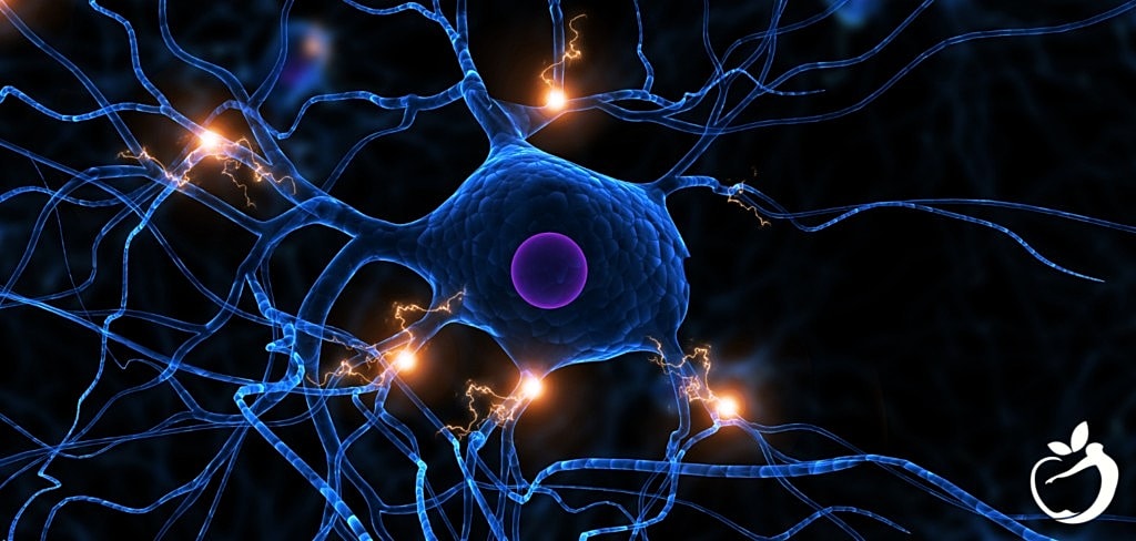 Mast Cell Activation Syndrome: When Mast Cells Attack
