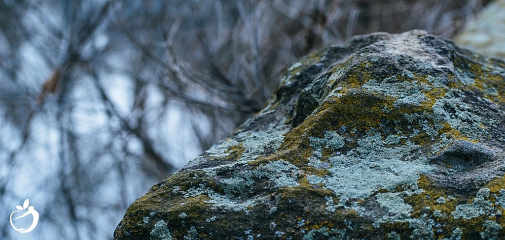 Why You Must Look For and Treat Mold Exposure in Patients with PANS or PANDAS